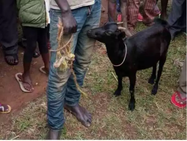 Omg! Man Narrowly Escapes Death After He was Caught Having S*x with a Goat (Photos+Video)